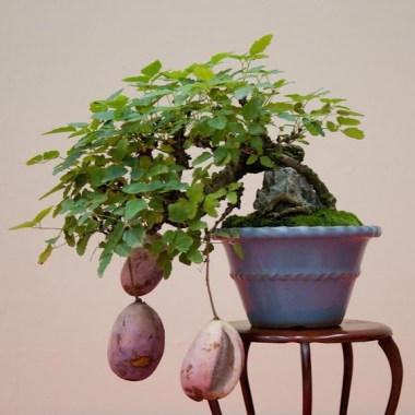 bonsay-iz-akebii (1)